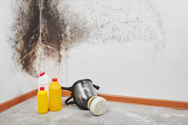 Best Attic Mold Remediation in Canon, GA