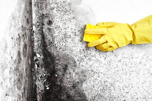 Best Basement Mold Remediation in Canon, GA