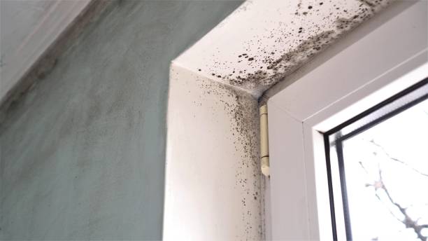 Best Black Mold Remediation in Canon, GA
