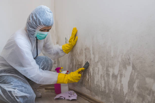 Best Kitchen Mold Remediation in Canon, GA