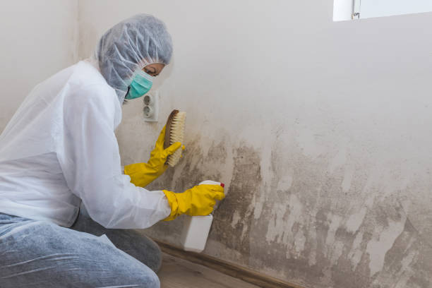 Best Mold Remediation for Specific Building Types in Canon, GA