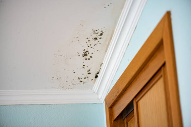 Best DIY Mold Remediation Support Services in Canon, GA