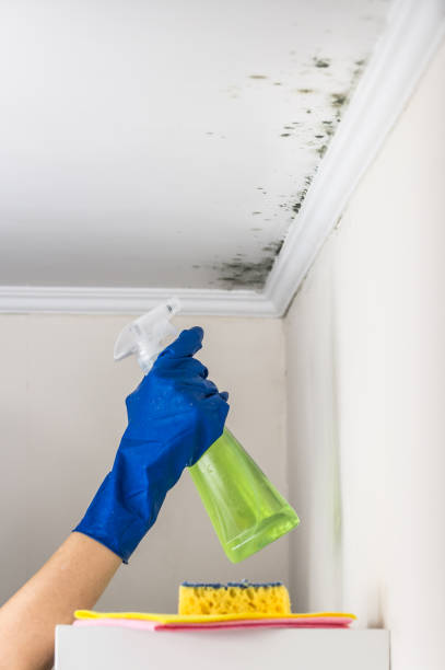 Best Preventive Mold Services in Canon, GA